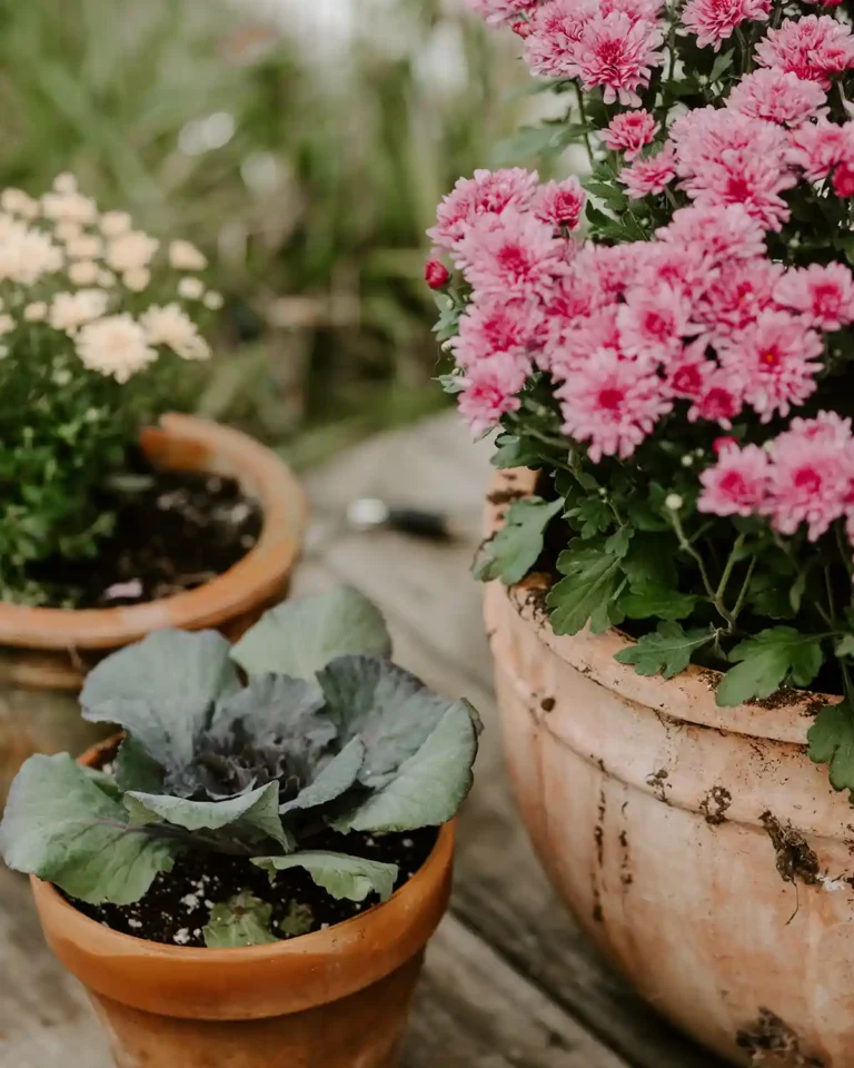 Featured image for a minimalism and simple living origin story showing some potted mums and kale in terracotta pots